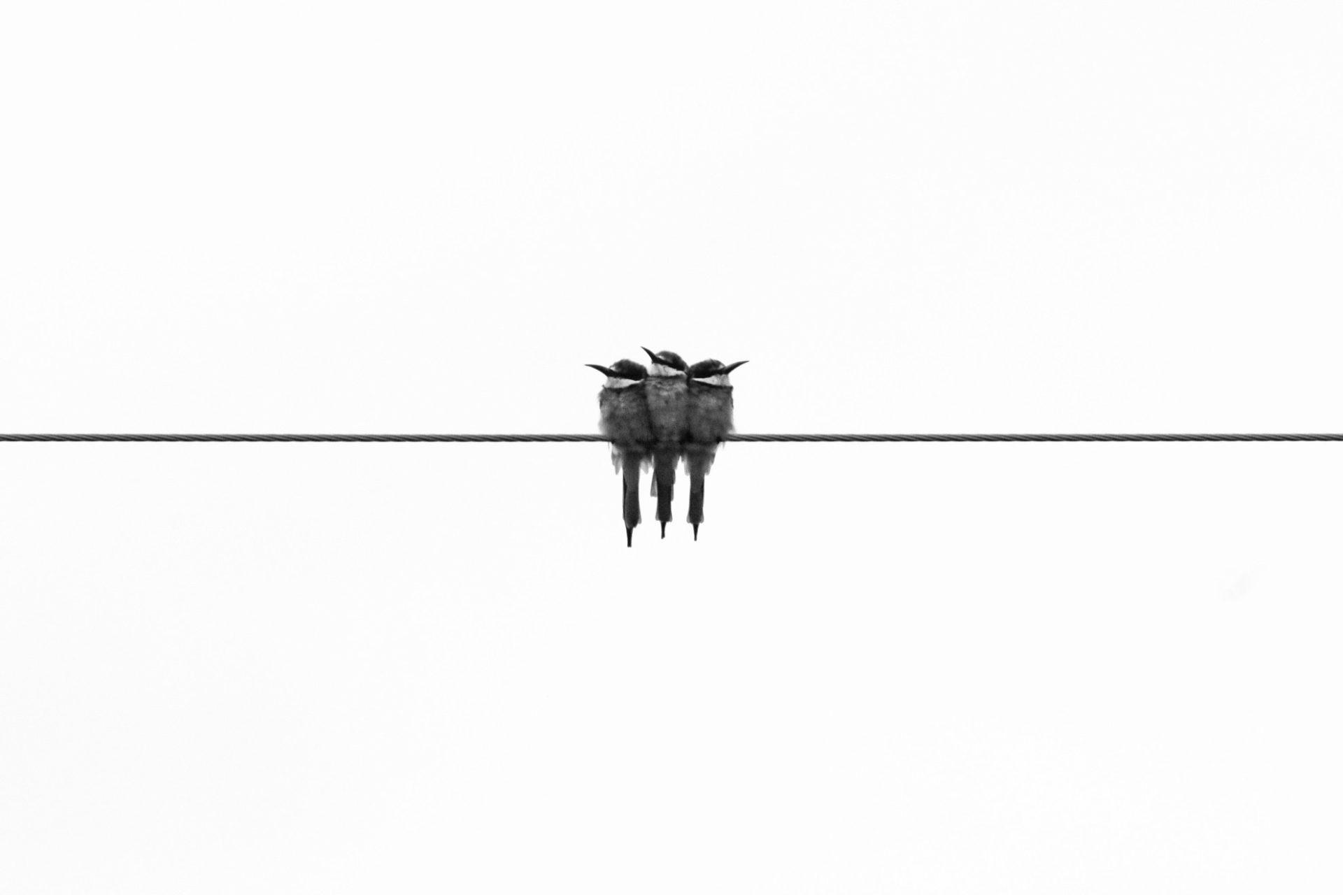 Organon Conseils et développement